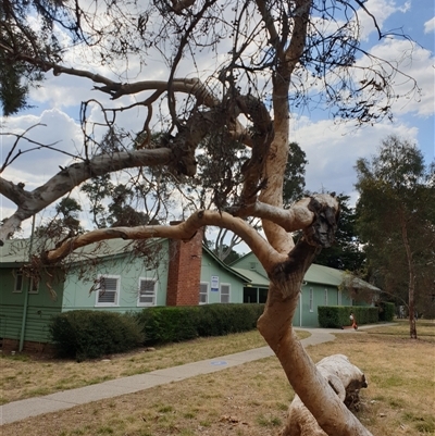 Eucalyptus sp. (A Gum Tree) at Ainslie, ACT - 21 Nov 2024 by Jeanette