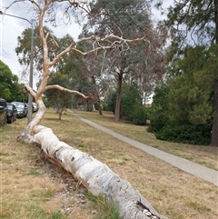 Eucalyptus sp. at Ainslie, ACT - 21 Nov 2024 03:57 PM