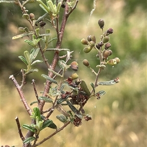 Pomaderris angustifolia at Bookham, NSW - 25 Nov 2024