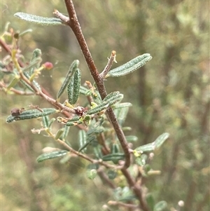 Pomaderris angustifolia at Bookham, NSW - 25 Nov 2024