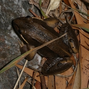 Limnodynastes peronii at Charleys Forest, NSW - 26 Nov 2024