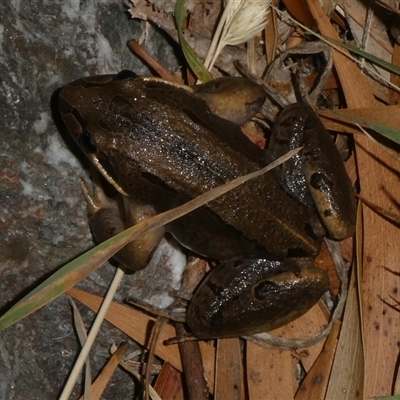 Limnodynastes peronii (Brown-striped Frog) at Charleys Forest, NSW - 26 Nov 2024 by arjay