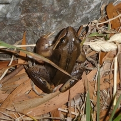 Limnodynastes peronii at Charleys Forest, NSW - 26 Nov 2024