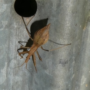 Sastrapada australica (An assassin bug) at Charleys Forest, NSW by arjay