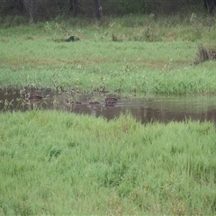 Anas superciliosa (Pacific Black Duck) at The Whiteman, NSW - 27 Nov 2024 by geoffcrispin