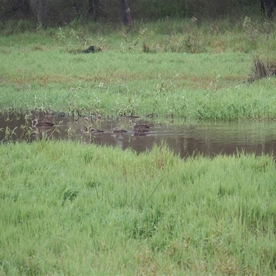 Anas superciliosa (Pacific Black Duck) at The Whiteman, NSW - 27 Nov 2024 by geoffcrispin