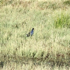 Porphyrio melanotus (Australasian Swamphen) at The Whiteman, NSW - 27 Nov 2024 by geoffcrispin