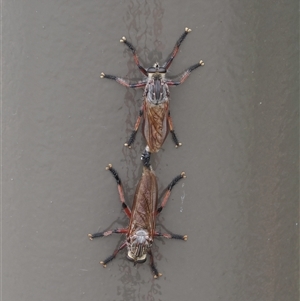 Neoaratus hercules (Herculean Robber Fly) at Acton, ACT by RAllen