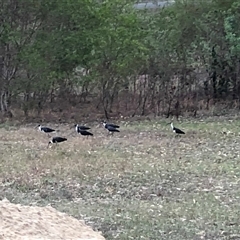 Threskiornis spinicollis (Straw-necked Ibis) at The Whiteman, NSW - 23 Dec 2019 by geoffcrispin