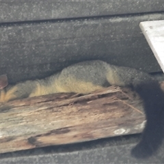 Trichosurus vulpecula (Common Brushtail Possum) at The Whiteman, NSW - 4 Apr 2021 by geoffcrispin