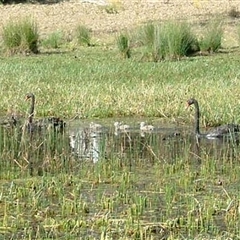 Cygnus atratus (Black Swan) at The Whiteman, NSW - 1 Jan 2002 by geoffcrispin