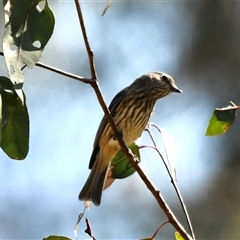 Pachycephala rufiventris (Rufous Whistler) at The Whiteman, NSW - 20 Aug 2022 by geoffcrispin