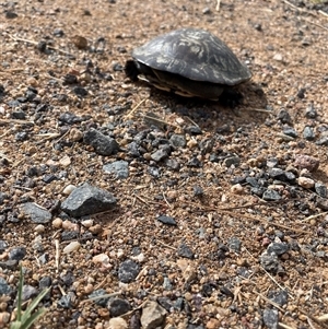 Chelodina longicollis at Weetangera, ACT - 27 Nov 2024