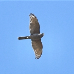 Tachyspiza cirrocephala (Collared Sparrowhawk) at The Whiteman, NSW - 20 Aug 2022 by geoffcrispin