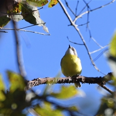 Gerygone olivacea (White-throated Gerygone) at The Whiteman, NSW - 20 Aug 2022 by geoffcrispin