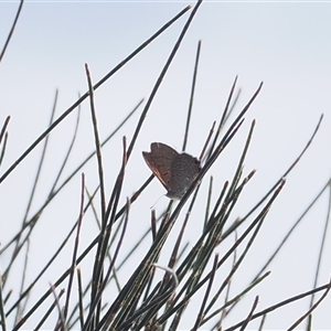 Acrodipsas aurata at Narrabundah, ACT - suppressed