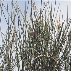 Acrodipsas aurata at Narrabundah, ACT - suppressed