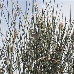 Acrodipsas aurata at Narrabundah, ACT - suppressed