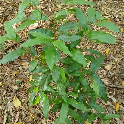 Cinnamomum oliveri (Oliver's sassafras) at Broughton Village, NSW - 25 Nov 2024 by plants