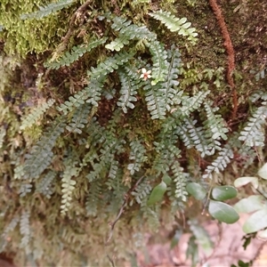 Arthropteris beckleri (Hairy Climbing Fishbone Fern) at Broughton Village, NSW by plants