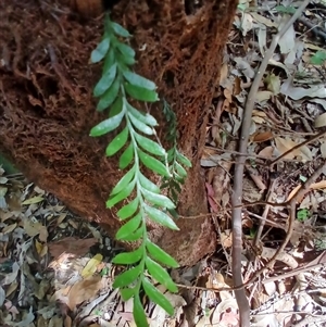 Tmesipteris ovata (Oval Fork Fern) at Broughton Village, NSW by plants