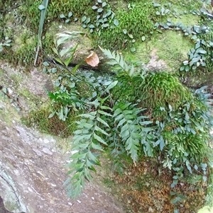 Asplenium polyodon (Willow Spleenwort) at Broughton Village, NSW by plants