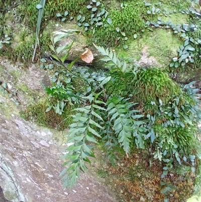 Asplenium polyodon (Willow Spleenwort) at Broughton Village, NSW - 25 Nov 2024 by plants