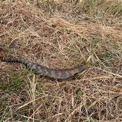 Tiliqua scincoides scincoides (Eastern Blue-tongue) at Hawker, ACT - 26 Nov 2024 by AdamMc