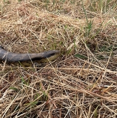 Tiliqua scincoides scincoides at Hawker, ACT - 27 Nov 2024