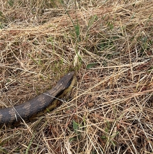 Tiliqua scincoides scincoides at Hawker, ACT - 27 Nov 2024