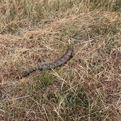 Tiliqua scincoides scincoides at Hawker, ACT - 27 Nov 2024