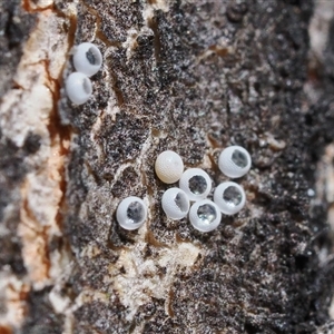 Acrodipsas myrmecophila at suppressed - suppressed