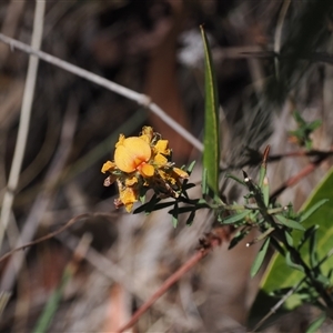 Pultenaea subspicata at Watson, ACT - 18 Nov 2024