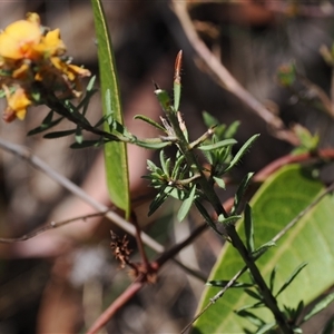 Pultenaea subspicata at Watson, ACT - 18 Nov 2024