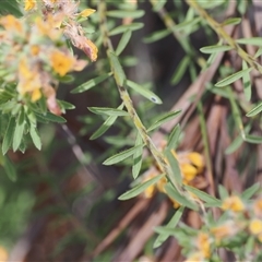 Pultenaea subspicata at Watson, ACT - 18 Nov 2024 01:34 PM