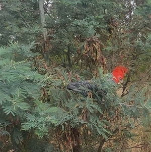 Callocephalon fimbriatum (Gang-gang Cockatoo) at Gundaroo, NSW by Hekimian