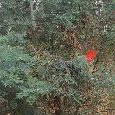 Callocephalon fimbriatum (Gang-gang Cockatoo) at Gundaroo, NSW - 26 Nov 2024 by Hekimian