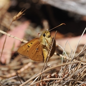 Trapezites eliena at Watson, ACT - 18 Nov 2024