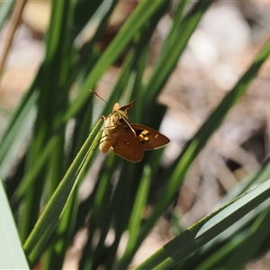 Trapezites eliena at Watson, ACT - 18 Nov 2024