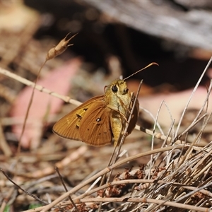 Trapezites eliena at Watson, ACT - 18 Nov 2024