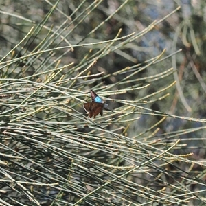 Hypochrysops delicia at Majura, ACT - suppressed