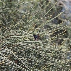 Hypochrysops delicia at Majura, ACT - suppressed