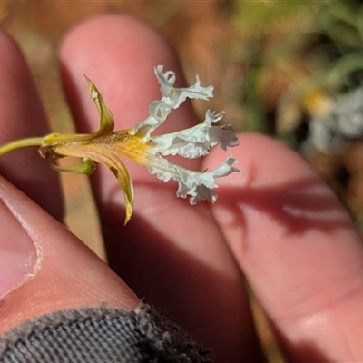 Lechenaultia divaricata (Tangled Lechenaultia) at Tibooburra, NSW - 20 Nov 2024 by Darcy