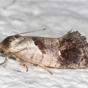 Eupselia holoxantha at Melba, ACT - 24 Nov 2024 11:24 PM