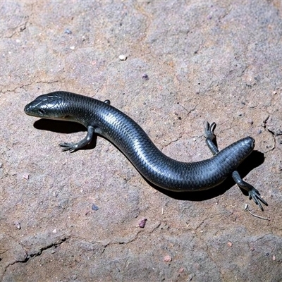 Cyclodomorphus melanops elongatus (Mallee Slender Blue-tongue Lizard) at Gawler Ranges, SA - 2 Nov 2024 by MichaelBedingfield