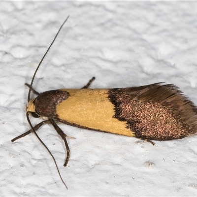 Hemibela hemicalypta (A Concealer moth) at Melba, ACT - 25 Nov 2024 by kasiaaus