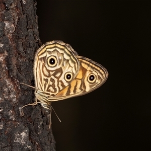 Geitoneura acantha (Ringed Xenica) at Bungonia, NSW by AlisonMilton