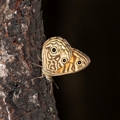 Geitoneura acantha at Bungonia, NSW - 26 Nov 2024