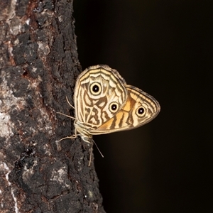 Geitoneura acantha at Bungonia, NSW - 26 Nov 2024 03:47 PM