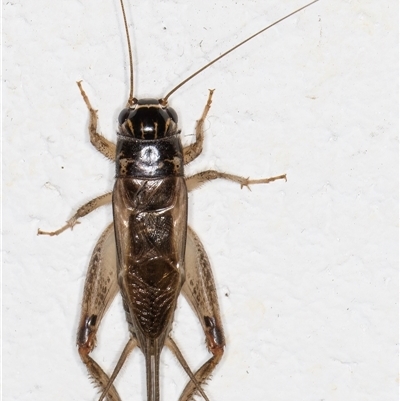 Lepidogryllus sp. (genus) (A cricket) at Melba, ACT - 25 Nov 2024 by kasiaaus